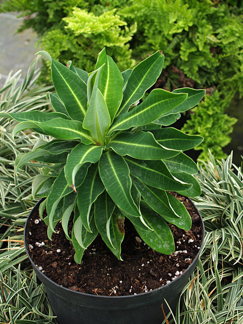 EUPHORBIA x PASTEURII 'CURLY WURLY'