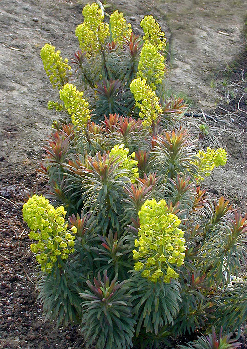 EUPHORBIA CHARACIAS subsp.WULFENII 'PURPLE AND GOLD'