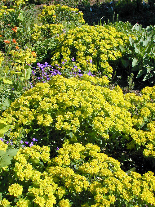EUPHORBIA EPITHYMOIDES 'MAJOR'