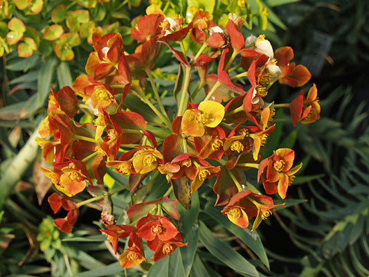 EUPHORBIA RIGIDA JF1