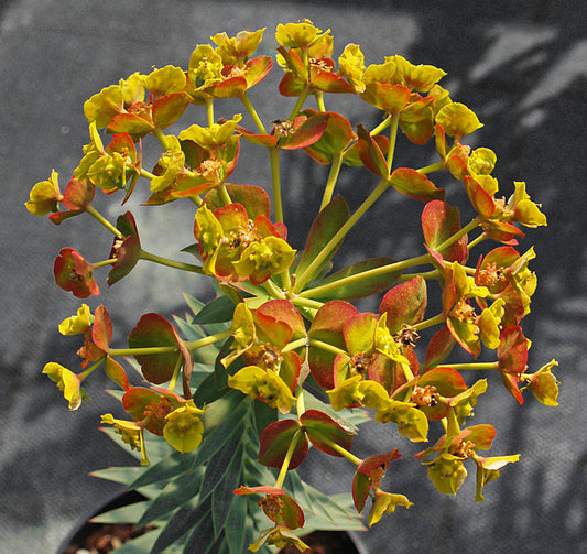EUPHORBIA RIGIDA JF2