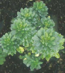 EUPHORBIA ROBBIAE 'POM POM'