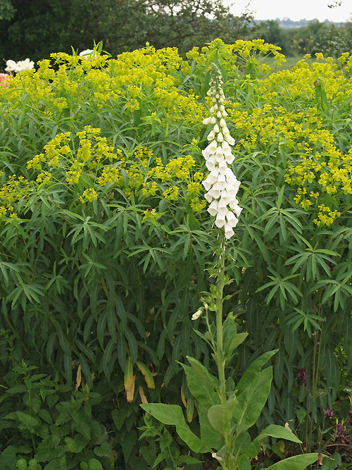 EUPHORBIA SARAWSCHANICA