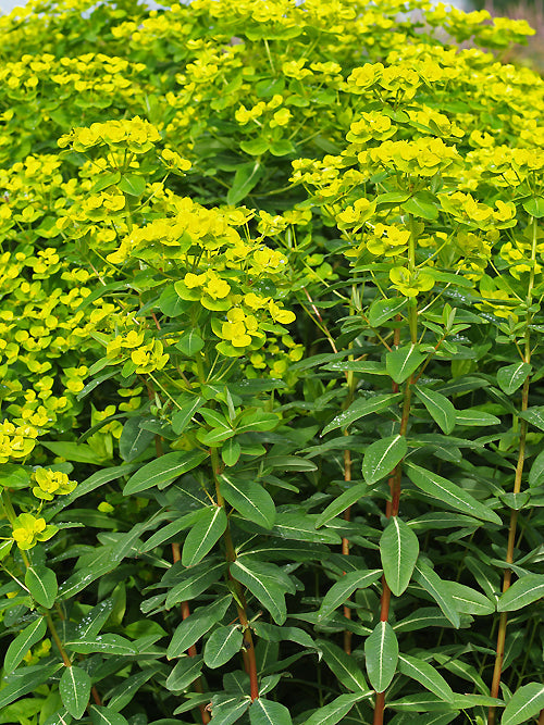 EUPHORBIA SIKKIMENSIS