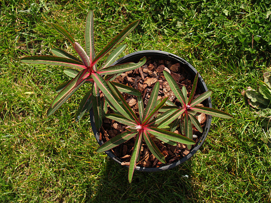 EUPHORBIA SIKKIMENSIS 'CRÛG CONTRAST'