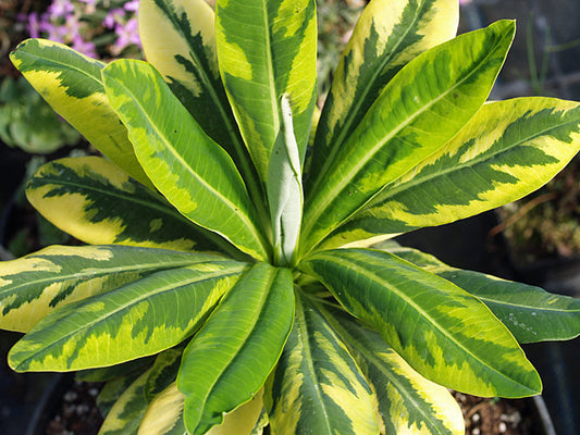 EUPHORBIA STYGIANA variegated