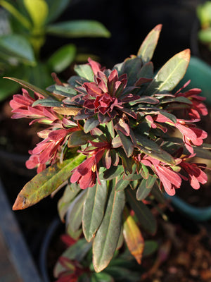 EUPHORBIA 'VELVET RUBY'