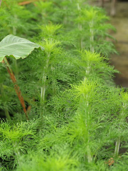 EUPATORIUM CAPILLIFOLIUM