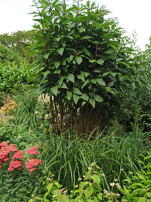 EUPATORIUM FISTULOSUM