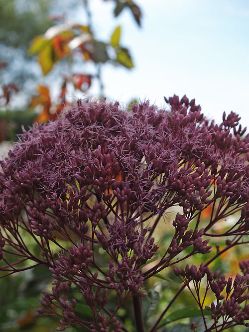EUPATORIUM MACULATUM 'GLUTBALL'