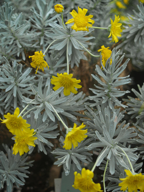 EURYOPS ACRAEUS