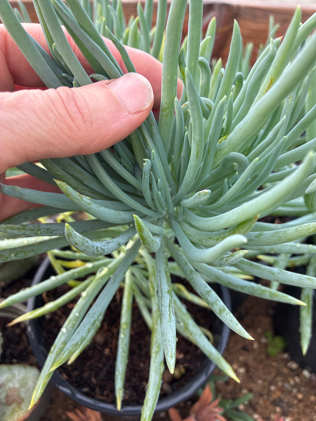KLEINIA TALINOIDES 'HIMALAYAN BLUE'