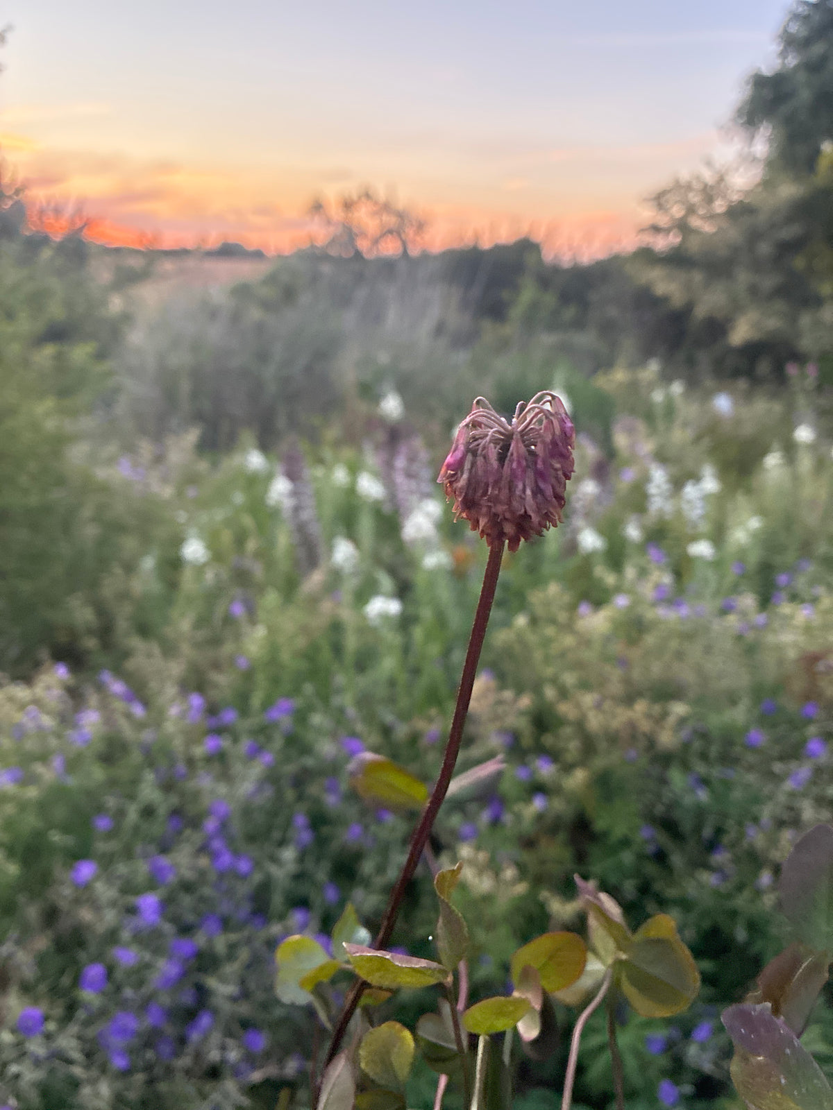 TRIFOLIUM REPENS 'WILLIAM'