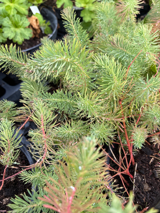 EUPHORBIA CYPARISSIAS ‘FENS RUBY’