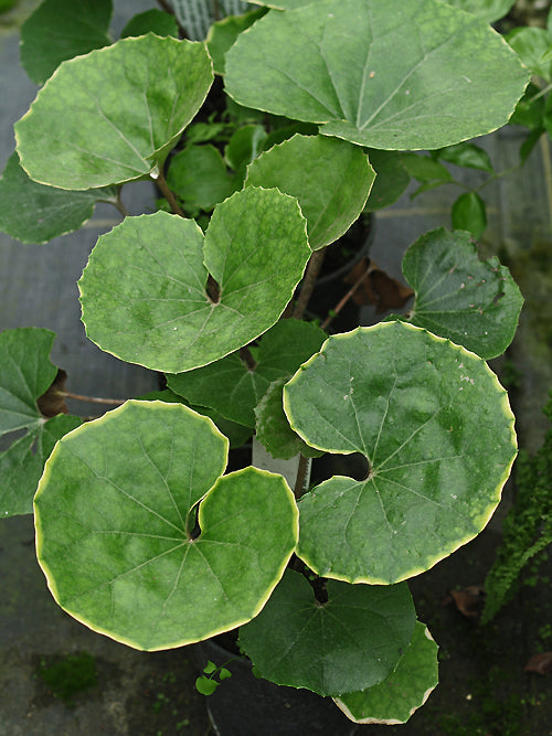 FARFUGIUM JAPONICUM 'KINKAN'