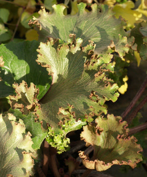FARFUGIUM JAPONICUM 'CRISPATUM'