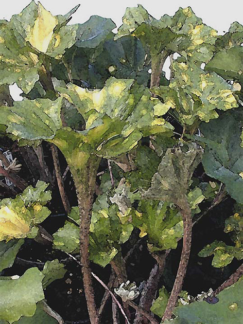 FARFUGIUM JAPONICUM 'KAGAMI JISHI'