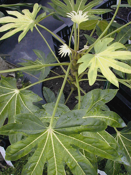 FATSIA JAPONICA 'ANNELIES'