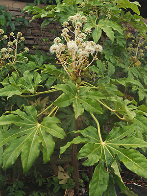 FATSIA JAPONICA 'MOSERI'