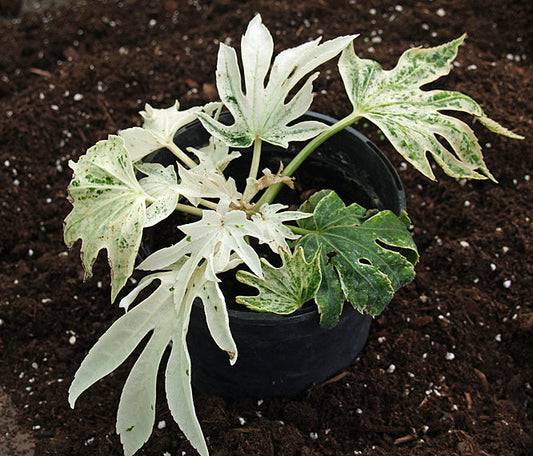 FATSIA JAPONICA dwarf 'SPIDER'S WEB'