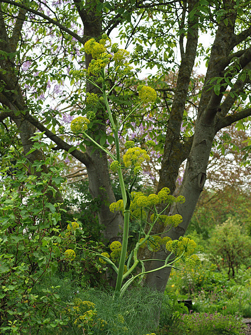 FERULA TINGITANA 'CEDRIC MORRIS'