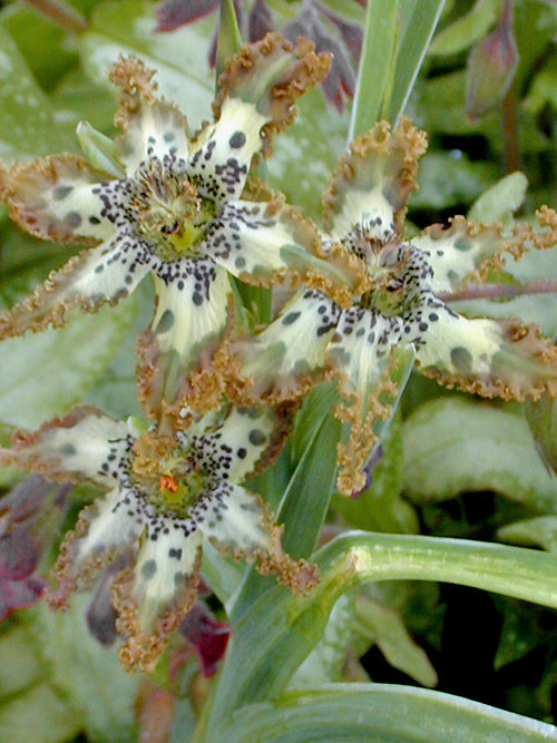 FERRARIA CRISPA var.NORTIERI