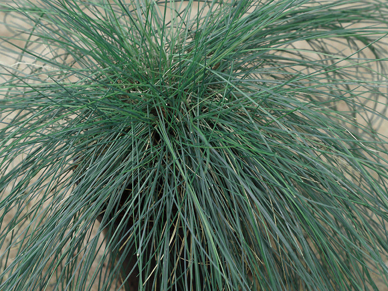 FESTUCA COXII