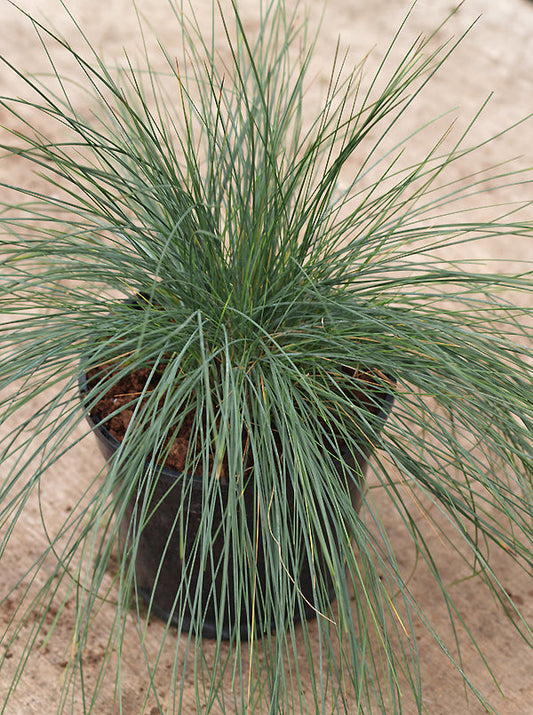 FESTUCA TATRAE
