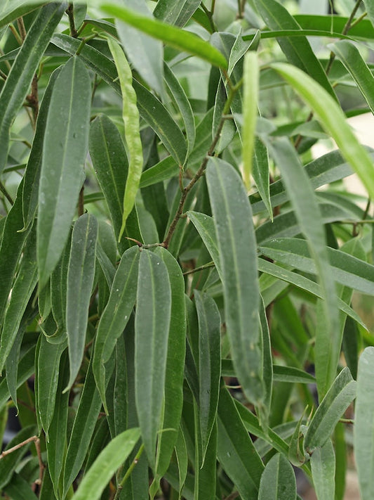 FICUS BENJAMINA 'ALIJ'
