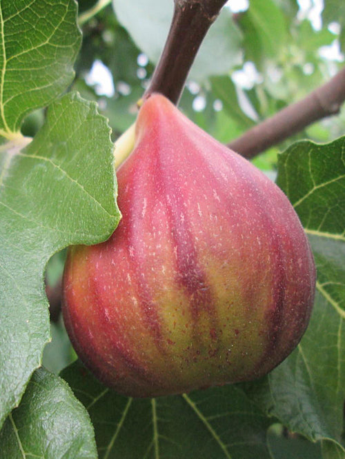 FICUS CARICA 'OSBORN'S PROLIFIC'