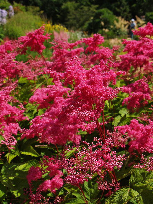 FILIPENDULA PALMATA 'RUBRA'