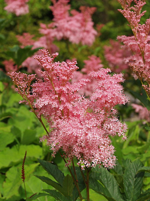 FILIPENDULA RUBRA 'VENUSTA'