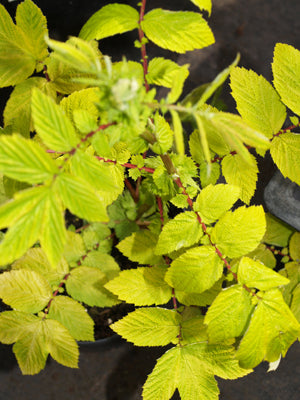 FILIPENDULA ULMARIA 'AUREA'