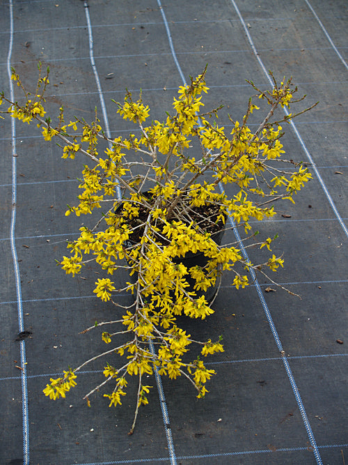 FORSYTHIA VIRIDISSIMA 'BRONXENSIS'