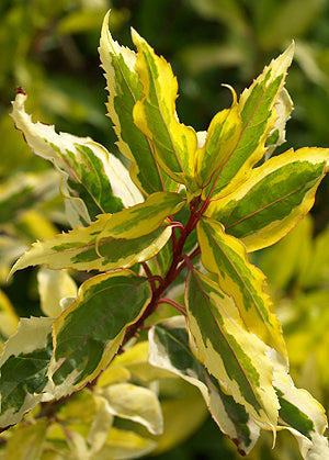 FORSYTHIA 'GOLDEN TIMES'