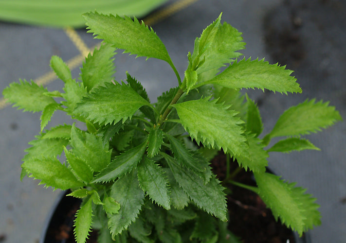 FORSYTHIA  'PAULINA'