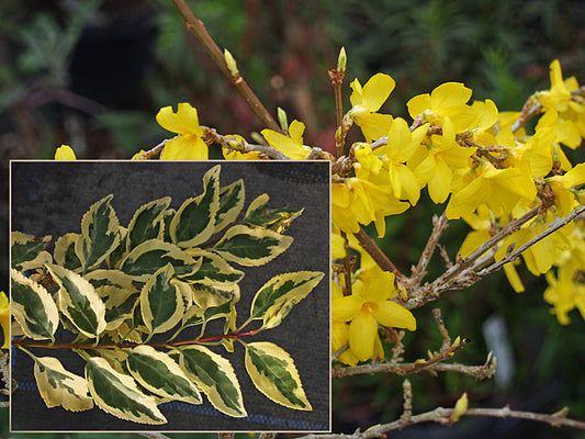 FORSYTHIA x INTERMEDIA 'SUSAN GRUNINGER'