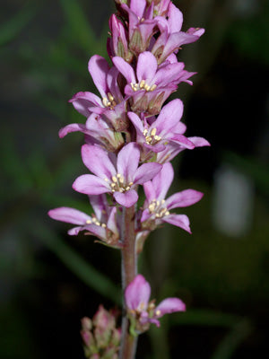 FRANCOA SONCHIFOLIA 'ROGERSON'S'