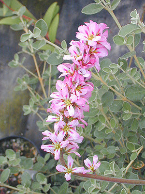 FRANCOA SONCHIFOLIA 'DR.TOM SMITH'
