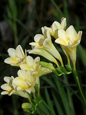 FREESIA XANTHOSPILA
