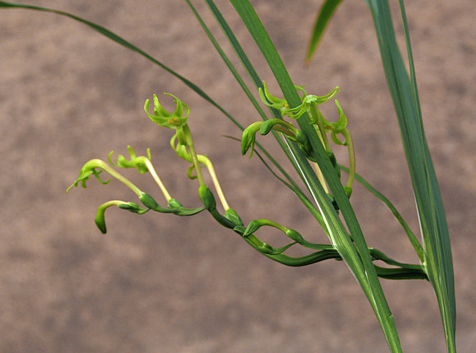 FREESIA VIRIDIS