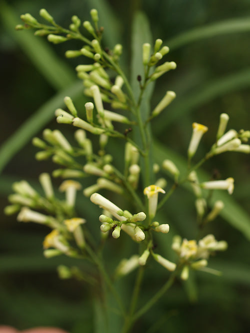 FREYLINIA LANCEOLATA