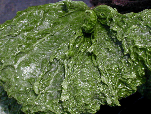 FARFUGIUM JAPONICUM 'RYUTO'