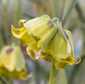 FRITILLARIA ACMOPETALA subsp.WENDELBOI