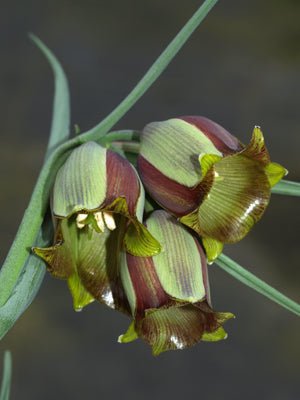 FRITILLARIA ACMOPETALA