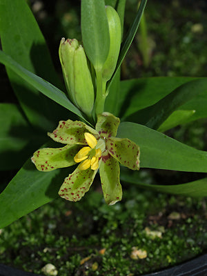 FRITILLARIA AFFINIS NNS 00-338