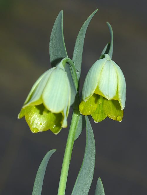 FRITILLARIA BITHYNICA M.P.R. 79/72