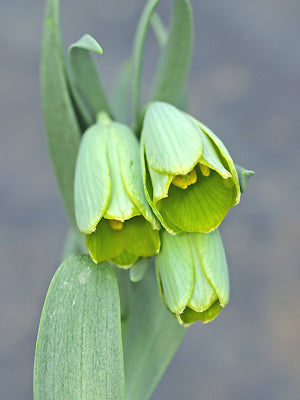 FRITILLARIA BITHYNICA PB 393