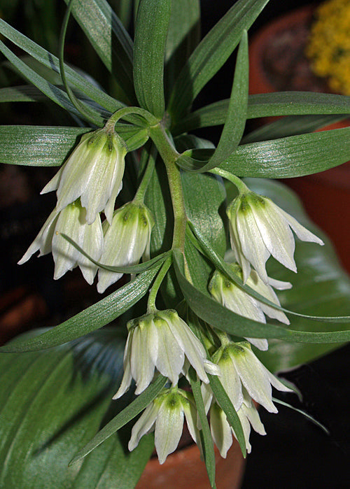 FRITILLARIA BUCHARICA Romit Gorge