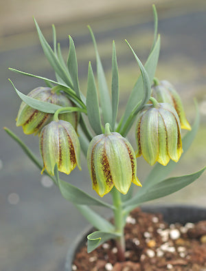 FRITILLARIA CRASSIFOLIA subsp.KURDICA